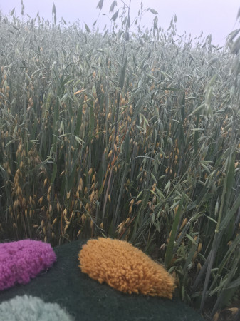 PIPANA closeup PIPANA closeup