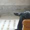 valhalla natural plantbaseddye kasvivari villamatto woolrug mums hr16