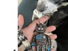 Toothroboto takes care of your keys.